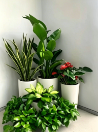 镇海绿植租赁商-北仑绿化养护技术要点-北仑绿植租赁合作-北仑花卉租赁公司